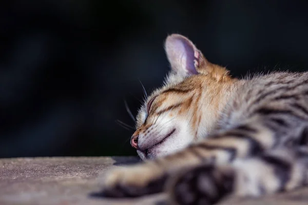 Porträt Einer Glücklich Schlafenden Katze — Stockfoto