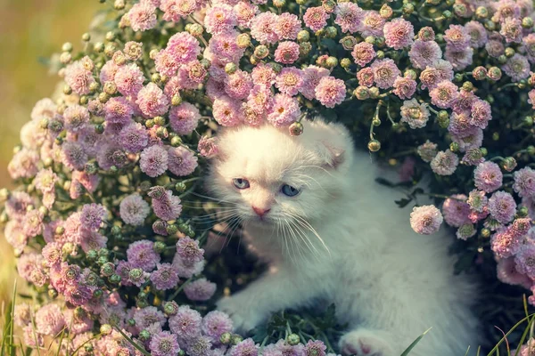 Ładny Mały Kotek Biały Szkocki Zwisłouchy Siedzi Łące Kwiat — Zdjęcie stockowe