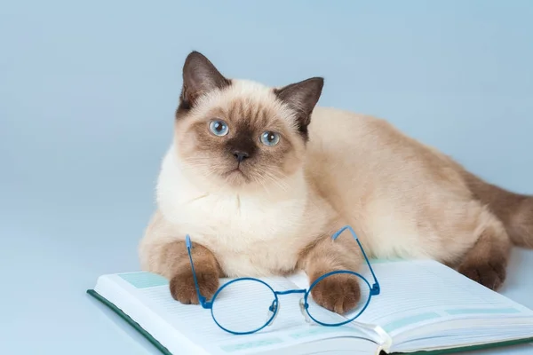 Cute Business Clever Cat Glasses Lying Notebook Book — Stock Photo, Image
