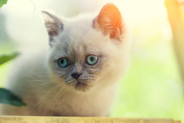 Güneşli Bir Günde Bahçede Oturan Küçük Kedi Yavrusu — Stok fotoğraf