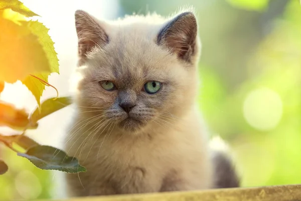 Pequeño Gatito Sentado Jardín Día Soleado —  Fotos de Stock