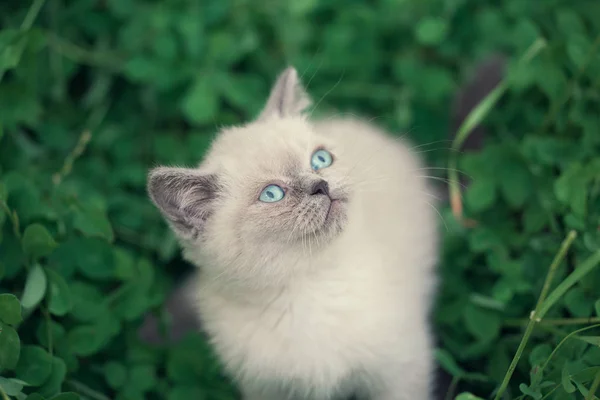 Little Kitten Walking Clover Lawn Looking — Stock Photo, Image