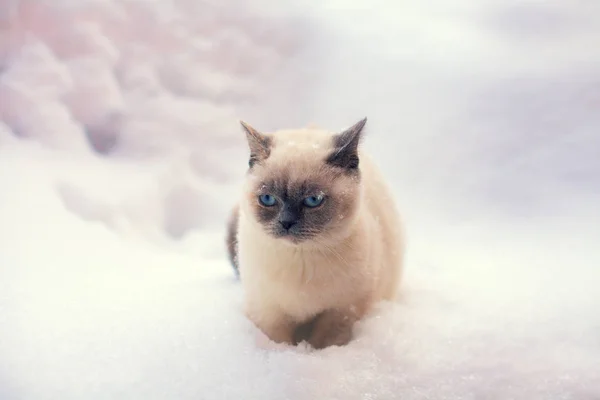 Kočka Sedí Sněhu — Stock fotografie