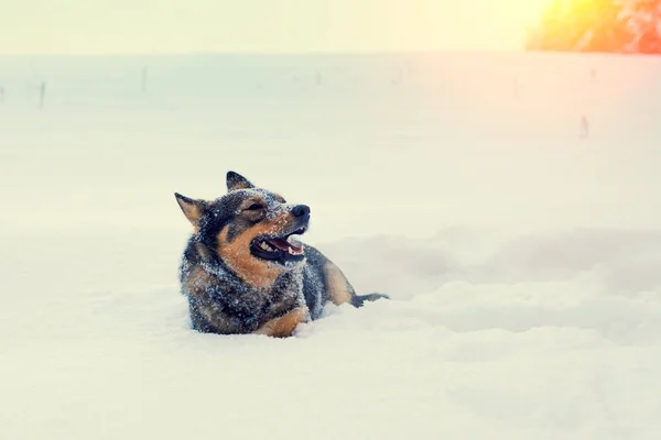 Pies Chodzić Snowy Pole Zimie — Zdjęcie stockowe