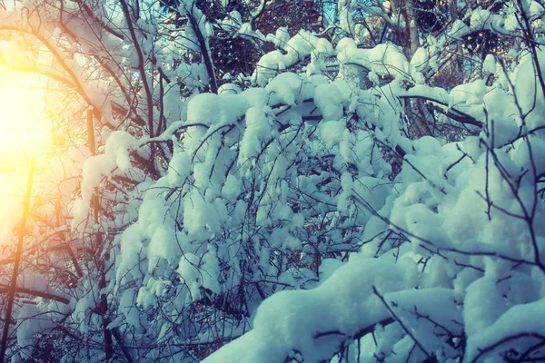 Forêt Enneigée Coucher Soleil — Photo