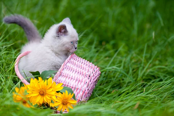 Ładny Mały Kotek Syjamski Kosz Kwiatami Lilii Odkryty — Zdjęcie stockowe