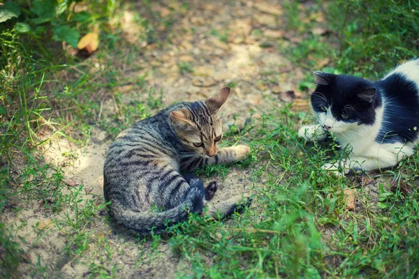 고양이 마당에 잔디에 — 스톡 사진