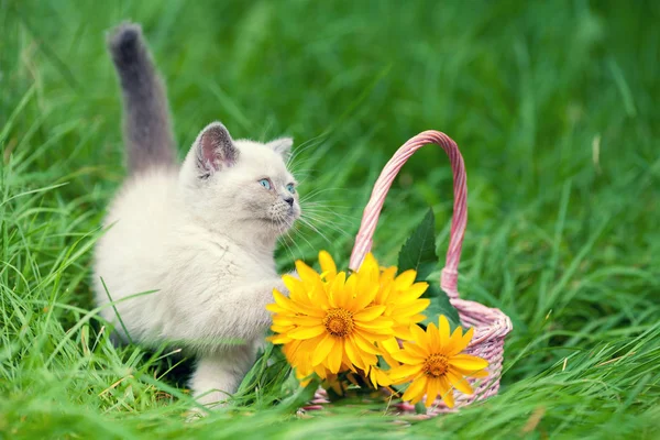 Bonito Gatinho Siamês Perto Uma Cesta Com Flores Amarelas Livre — Fotografia de Stock