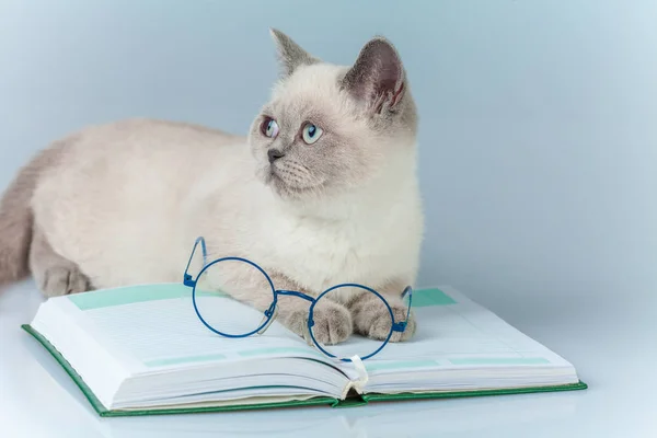 Üstünde Belgili Tanımlık Defter Kitap Yalan Gözlüklü Şirin Akıllı Kedi — Stok fotoğraf