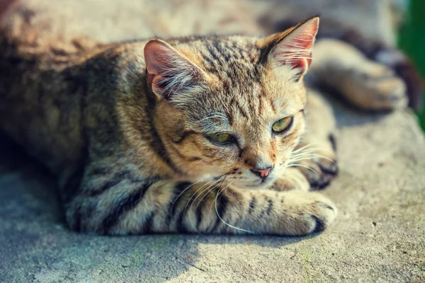 Porträt Einer Streunenden Katze Die Auf Betonoberfläche Liegt — Stockfoto