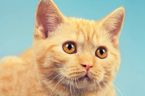 Portrait Cute Cat — Stock Photo, Image