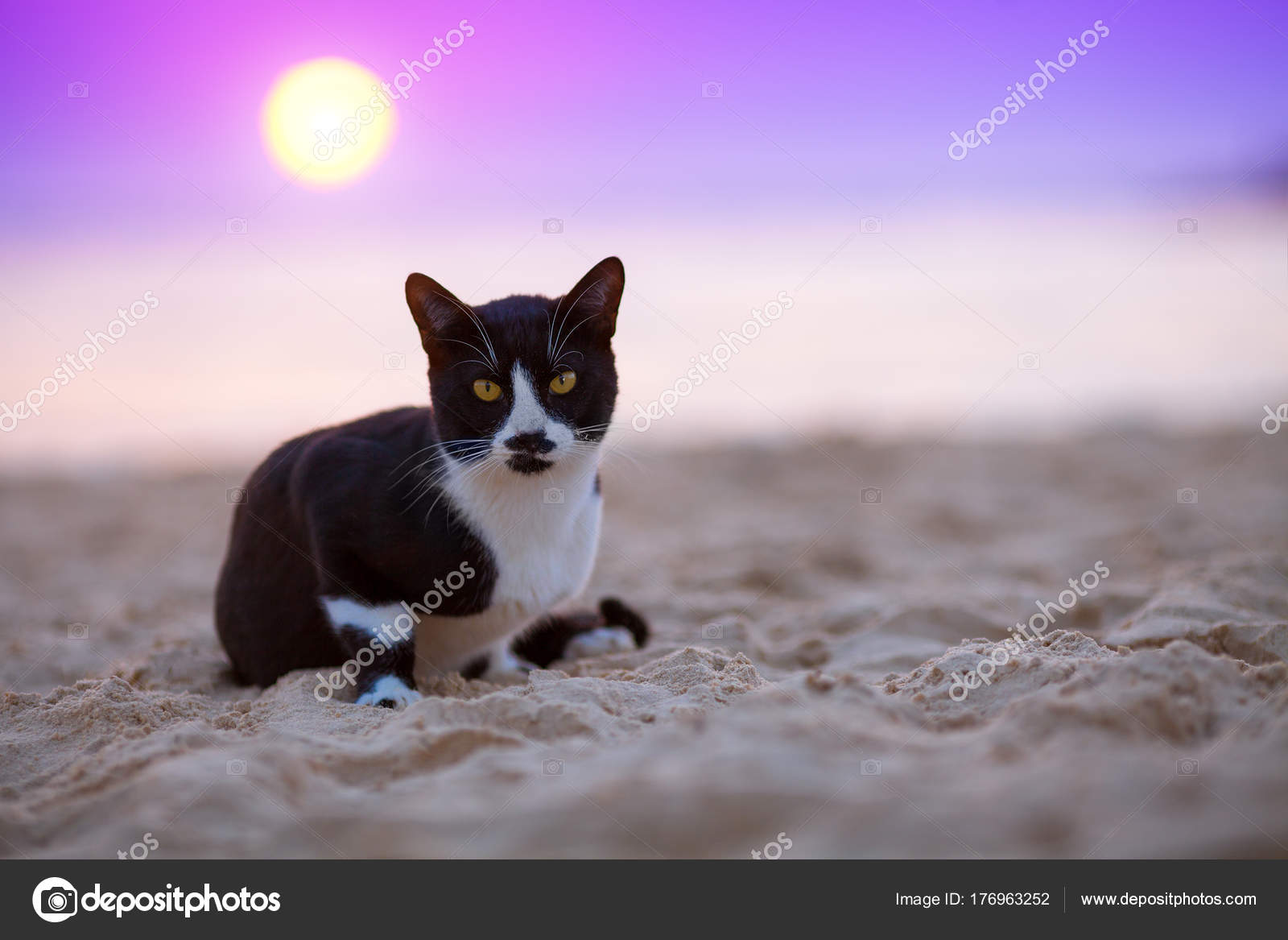 A cute black cat has come to enjoy a beautiful sunset by the sea. Sitting  alone, he admires the fiery sky reflected in the waves. In peace and quiet,  he listens to, image size:1600x1167