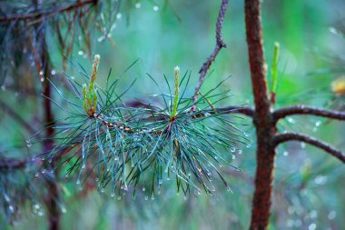 Güzel sisli orman ile büyü sabahın erken saatlerinde hafif. Islak çam dalı