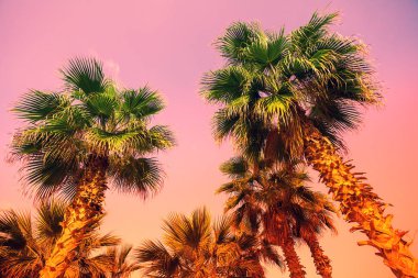 Vintage tropic palmiye ağaçları gökyüzü günbatımı ışıkta karşı