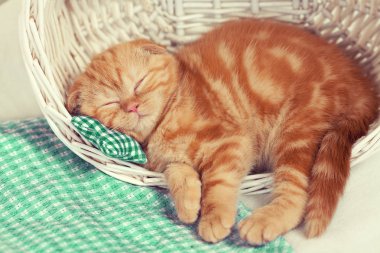 Küçük kırmızı kedi bir sepet içinde uyur