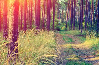Çam ormanı içinde güneşli yaz gün