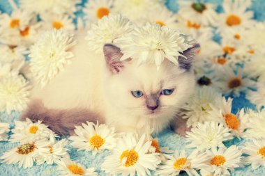Şirin Siyam kedi yavrusu çiçekler üzerinde rahatlatıcı