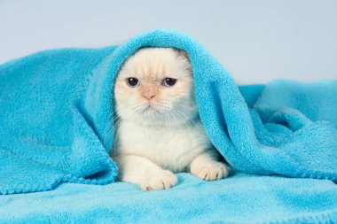 Yumuşak, mavi battaniyenin altından dışarı bakan sevimli bir kedi yavrusu.