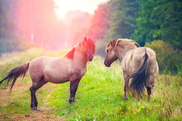 Two Wild Horses Meadow Sunset — Stock Photo, Image