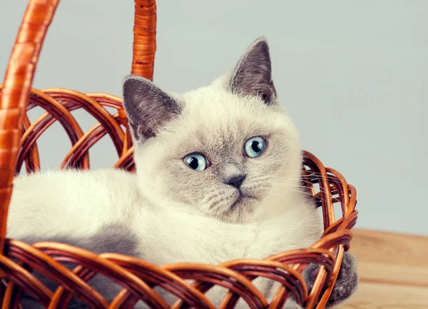 Happy Little Kitten Sitting Basket — Stock Photo, Image