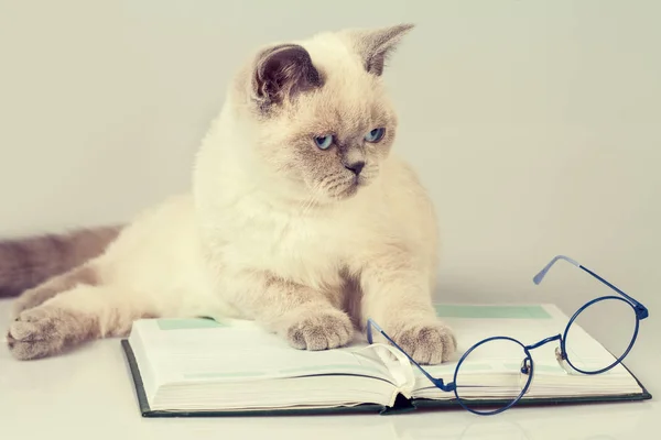 Gözlük Kitap Ile Kedi — Stok fotoğraf
