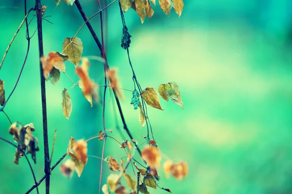 Green Vintage Natural Autumn Background Selective Focus — Stock Photo, Image