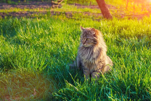 Cute Siberian Cat Relaxing Grass — Stock Photo, Image
