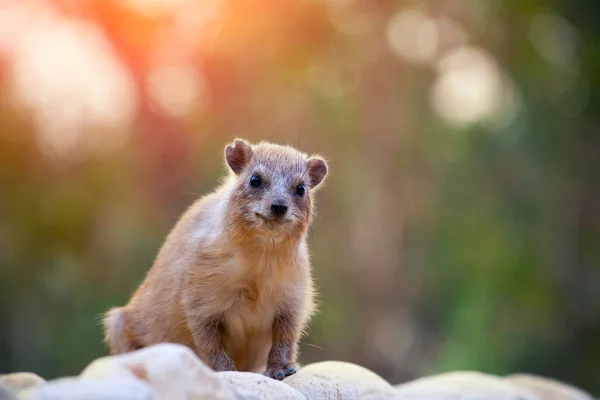 Rock Hyrax Walking Rock — Stock Photo, Image