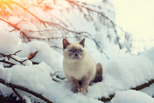 猫の冬の森の雪の吹きだまりに立地 — ストック写真