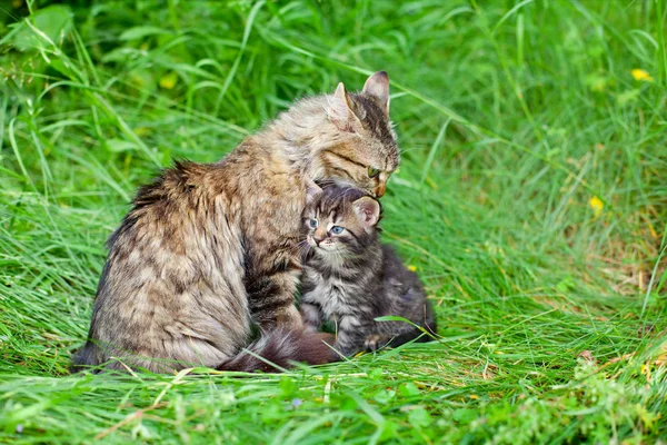 Mom Cat Little Kitten Grass — Stock Photo, Image