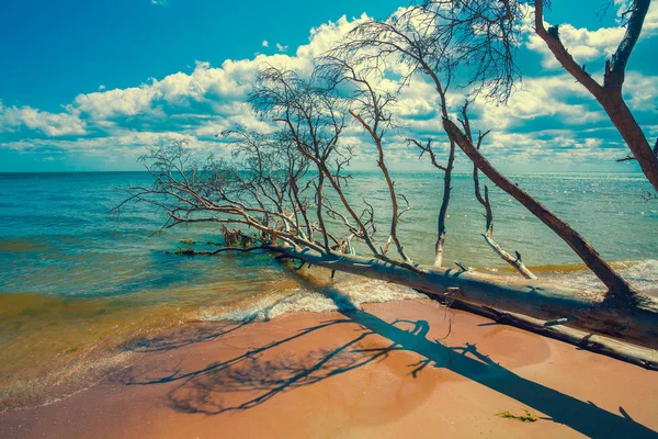 Wilde Verlaten Strand Met Omgevallen Dode Bomen Cape Kolka Letland — Stockfoto
