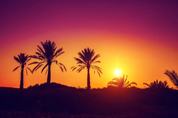 Silhouette Von Palmen Bei Sonnenuntergang — Stockfoto