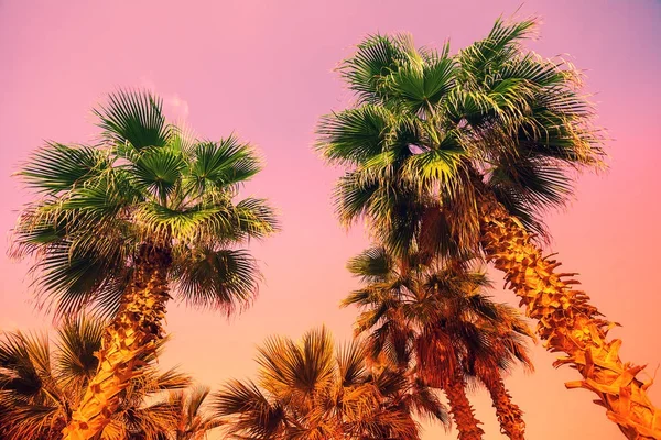 日落时对着天空的老式热带棕榈树 — 图库照片