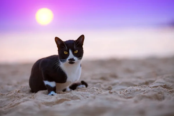 Γάτα Κάθεται Πάνω Στην Παραλία Στο Ηλιοβασίλεμα — Φωτογραφία Αρχείου
