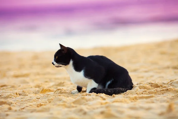 Кота Сидящего Пляже Закате — стоковое фото