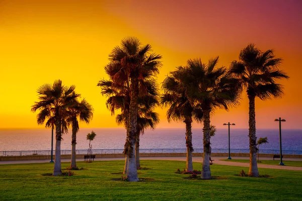 Palmbomen Kade Bij Zonsondergang — Stockfoto