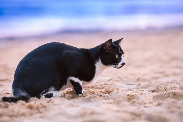 Cat Sitting Beach — Stock Photo, Image