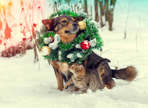 Noel çelenk ve kar de açık havada kedi ile oturup Noel Baba şapkası giyen köpek