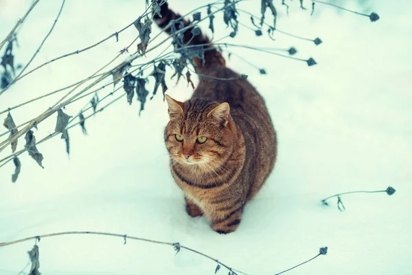 Karda Yürüyen Kedi — Stok fotoğraf