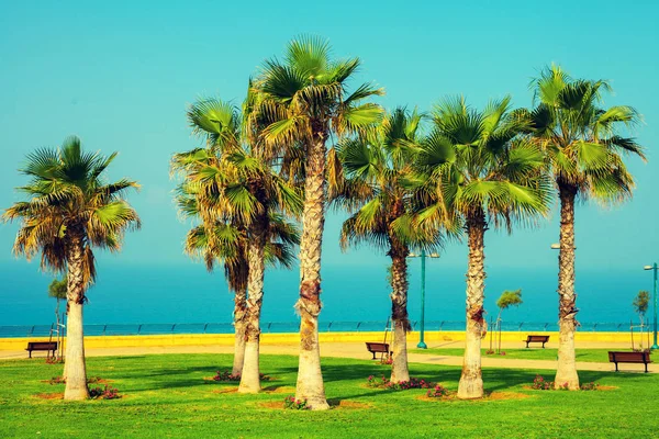 Palmen Der Böschung Park Meer — Stockfoto