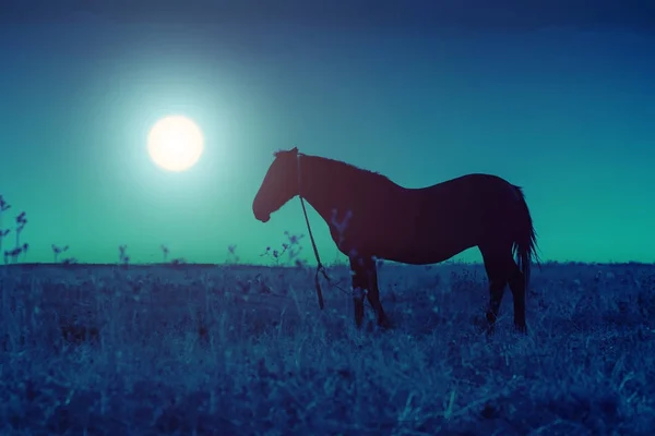 Silhouette Cheval Sur Une Prairie Dans Obscurité — Photo