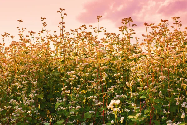 夕焼け空に対するソバ — ストック写真