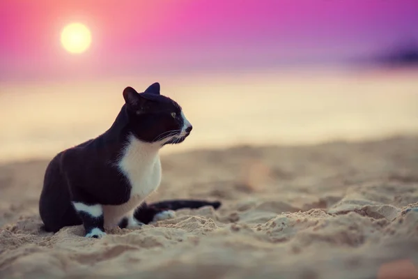 Cat Sitting Beach Sunset — Stock Photo, Image