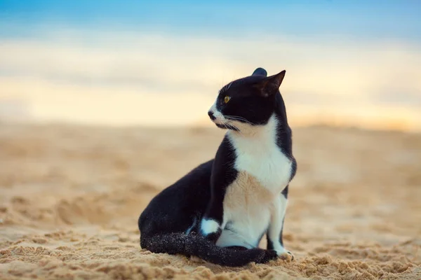 Cat Sitting Beach — Stock Photo, Image