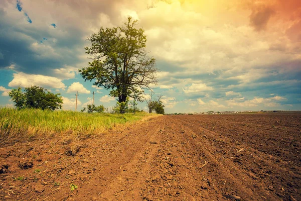 Arable Field Dramatic Cloudy Sky Tree — Stock Photo, Image