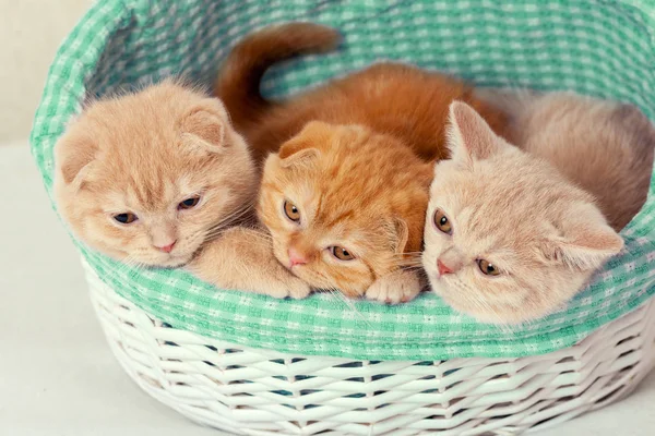 Drei Süße Kleine Kätzchen Sitzen Einem Korb — Stockfoto