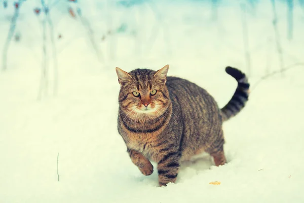 Gato andando na neve — Fotografia de Stock