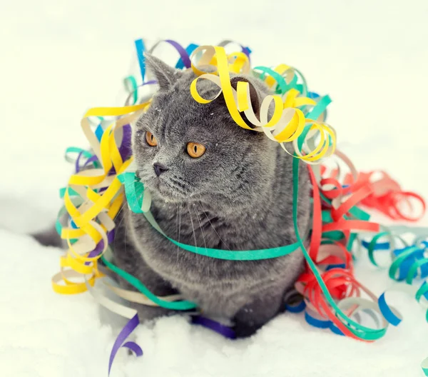 Blue British Shorthair Cat Entangled Colorful Streamer Snow — Stock Photo, Image