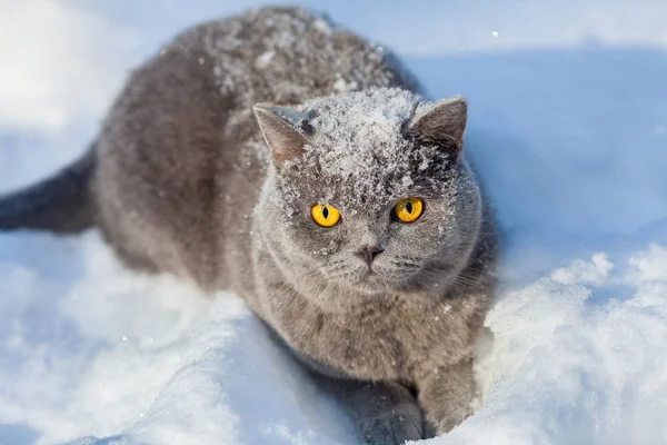 Katze sitzt im Schnee — Stockfoto