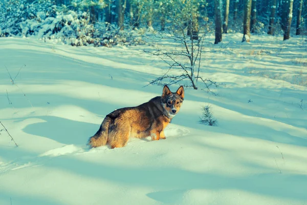 Karlı Ormanda Yürüyen Köpek — Stok fotoğraf